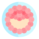 胚
